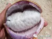 白牛胆的功效与作用，白牛胆的功效与作用禁忌（中药图片大全与功效）