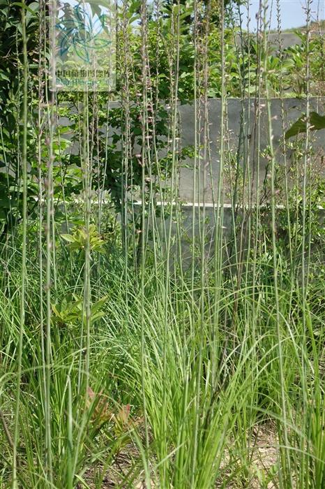 本草图经作者是谁，《本草图经》的作者（芎藭 蘼蕪 藁本）