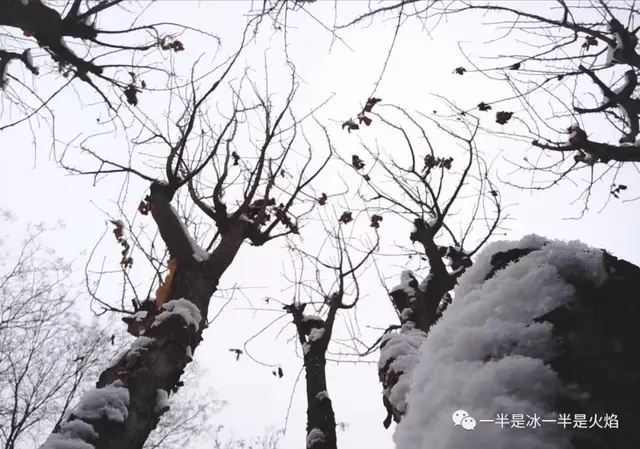 美到极致的春雪散文，散文：遇一场春雪