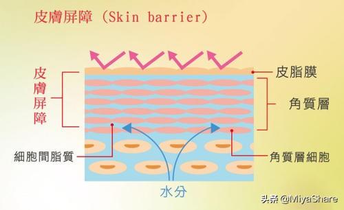 皮肤水油失衡，皮肤水油失衡怎么改善（外油内干”的有道理吗）
