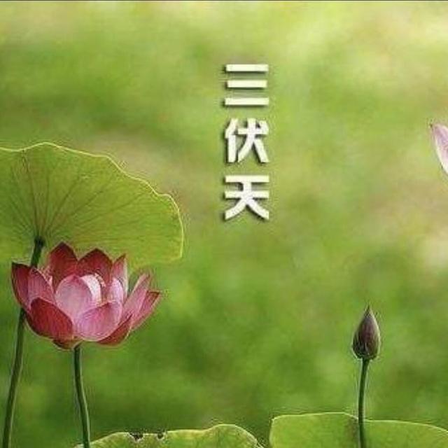 头伏萝卜二伏菜，头伏二伏分别种什么菜（“头伏萝卜二伏菜”）