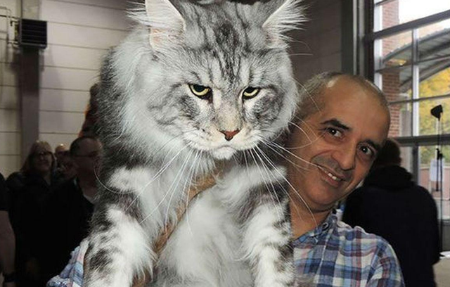 褴褛猫是什么猫，褴褛猫是什么品种（这6种粘人的猫咪，甩都甩不掉）