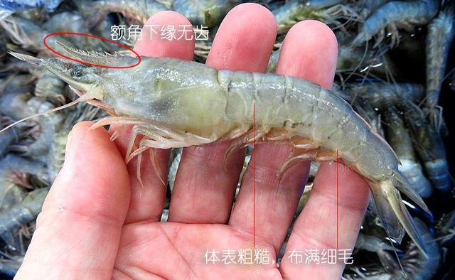 北极甜虾和普通虾的品种区别，如何鉴别对虾、罗氏虾、北极甜虾……一文解决“虾”认识
