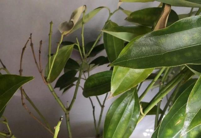 鹅掌柴的作用与功效，鹅掌柴的功效与作用（一养就能养20年）