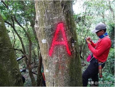 木材算方对照表，圆木头方量计算方法（如何快速测算蓄积量）