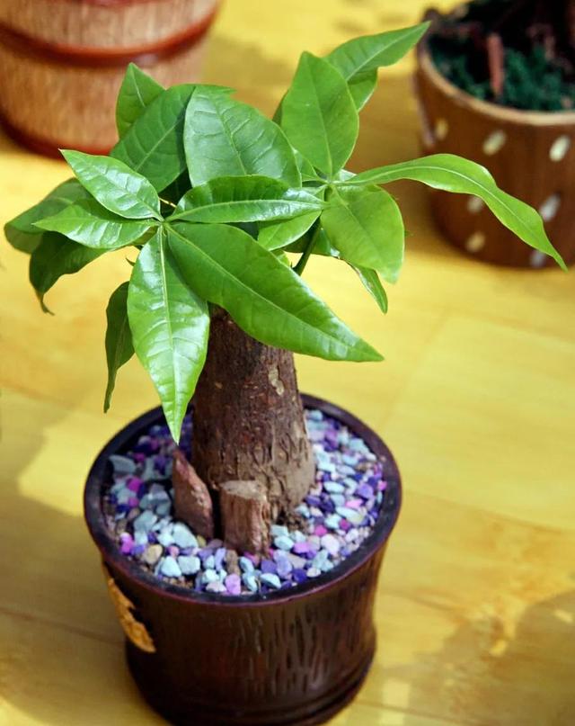 发财树叶子下垂，发财树叶子变黄下垂是怎么回事（做好后叶肥苗壮长得好）