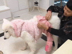 冬天狗在外面能冻死吗，快别说狗不怕冷了