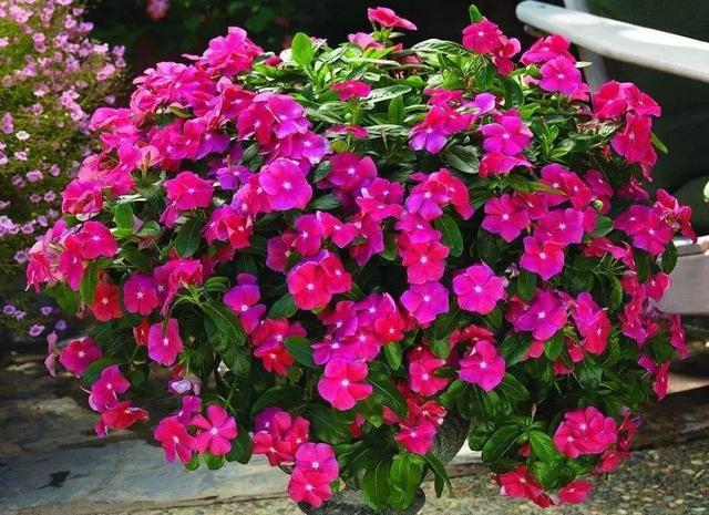 万寿菊几点开花，万寿菊的花什么时候开（这几种植物待天气暖和点撒土里）