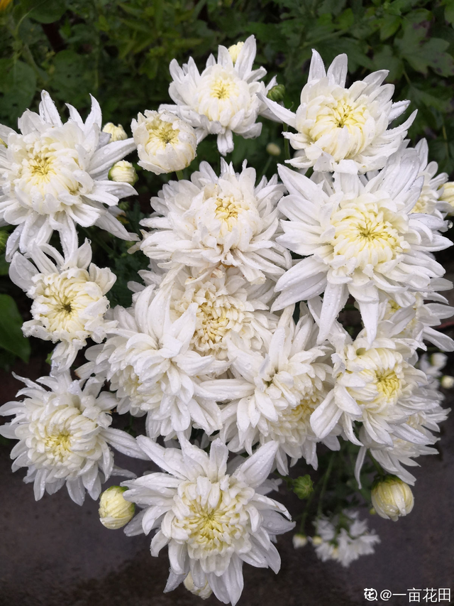 白菊花代表什么意思，白菊花的功效与作用（菊花的3个美好寓意）