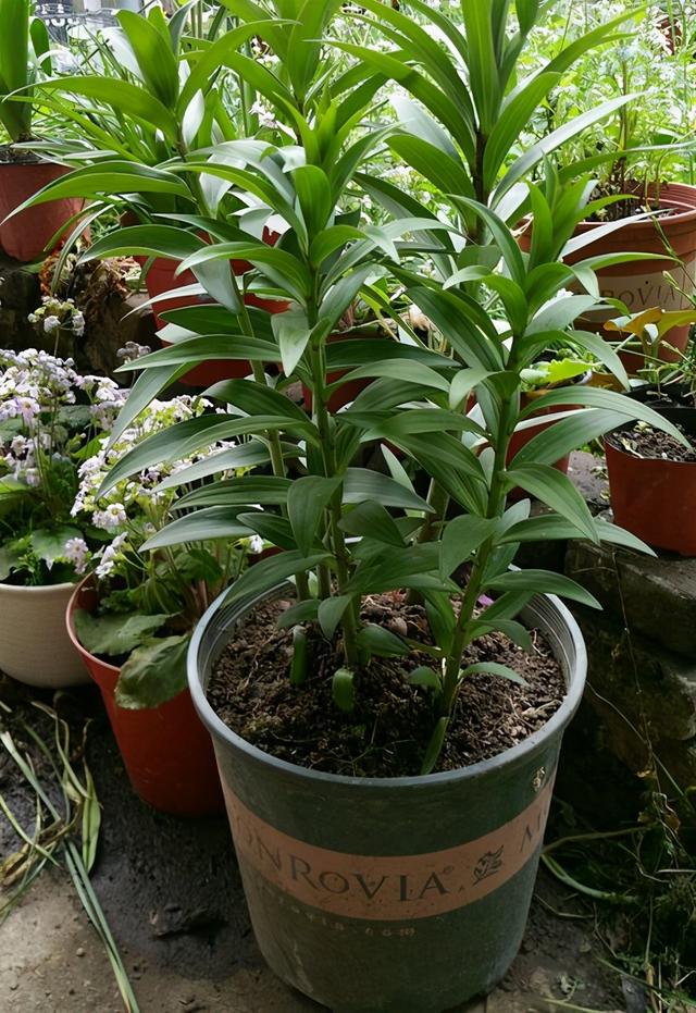 枯萎的花图片，枯萎的花（6种漂亮花，开完花“就枯萎”）
