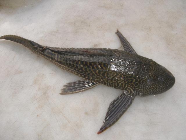 清道夫鱼为什么没人吃，清道夫鱼为啥不能吃（清道夫中国泛滥成灾）