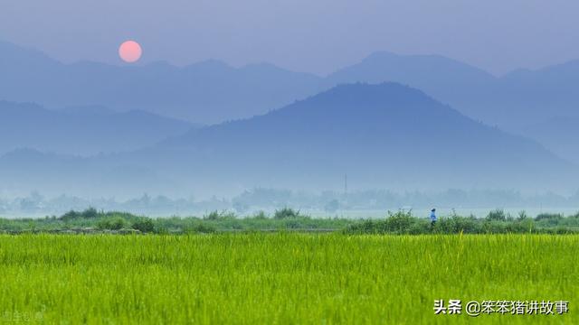田园卫士是什么动物，国家一级保护植物有哪些（小青蛙要当“大明星”）