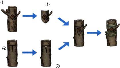 嫁接树苗的方法和技术，花木嫁接技术（关于苗木——几种常见果树的嫁接方法和时间介绍）