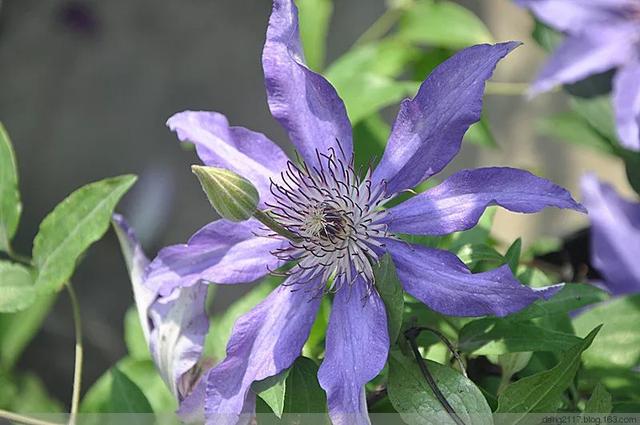 一年四季的花有几种花语，不同颜色寓意也不一样