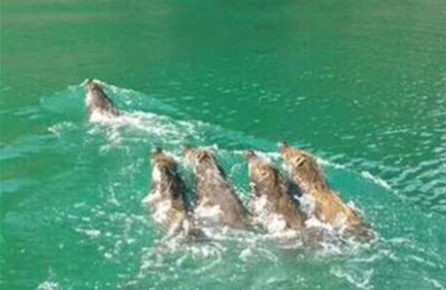 野猪会游泳吗，野生动物都会游泳吗（各地出现野猪渡江）