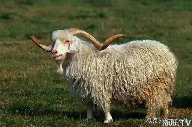 大同特产，世界上最好的羊，看看都在哪（大同特产有什么可以送礼的）