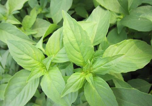 罗勒叶在中国叫什么，罗勒叶的别称（很多人傻傻分不清楚）