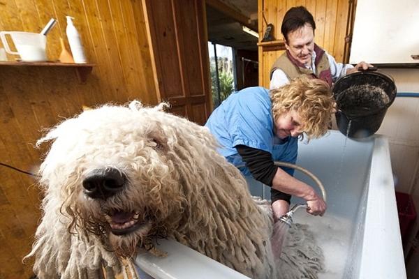 拖把狗多少钱一只 拖把犬小时候样子