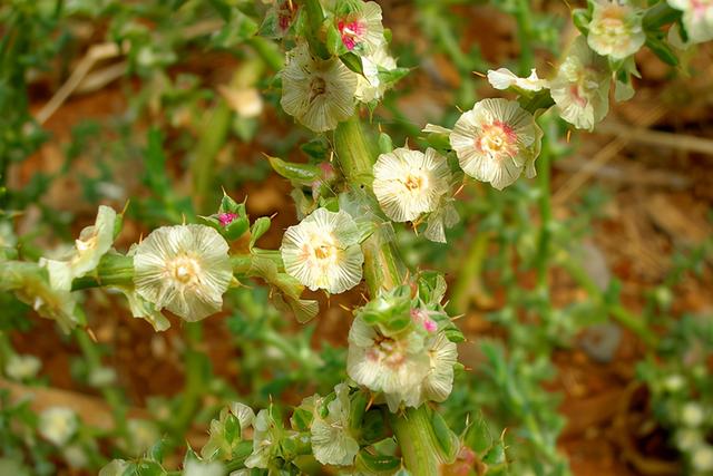 风滚草在中国叫什么，风滚草图片在中国叫什么（风滚草镇）