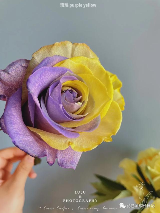 厄瓜多尔玫瑰是染色吗，厄瓜多尔玫瑰是染色吗为什么