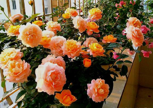 月季花生白粉病怎么办，月季花白粉病如何处理（月季得了白粉病）