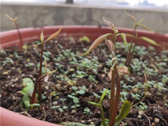 芒果种子怎么种，一个夏天就能长成小树苗