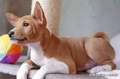 哈士奇智商排名，哈士奇智商在狗界排名多少位（前十和倒数前十）