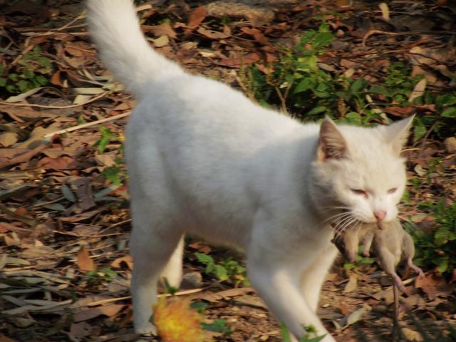 猫肉能吃吗，猫肉能吃吗,有什么禁忌（李时珍说猫肉不佳）