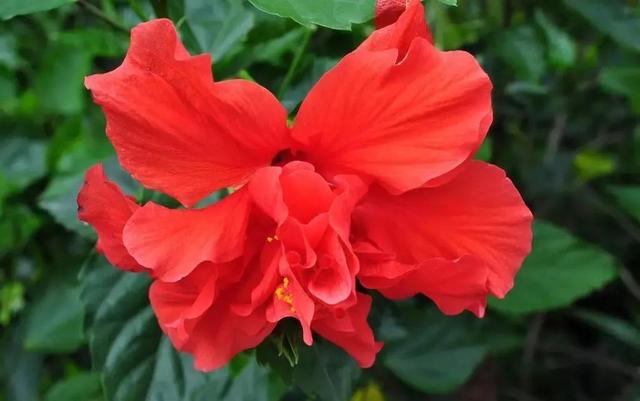 国花是什么，世界各国国花<第一辑>（俄罗斯的国花是什么）