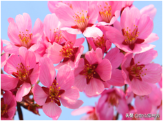 中国樱花有几个品种，中国樱花树品种（这81种樱花）