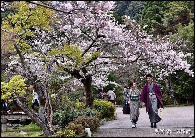 故乡的樱花开了，故乡的樱花开了出处是什么（岛民们，家乡的樱花开了）