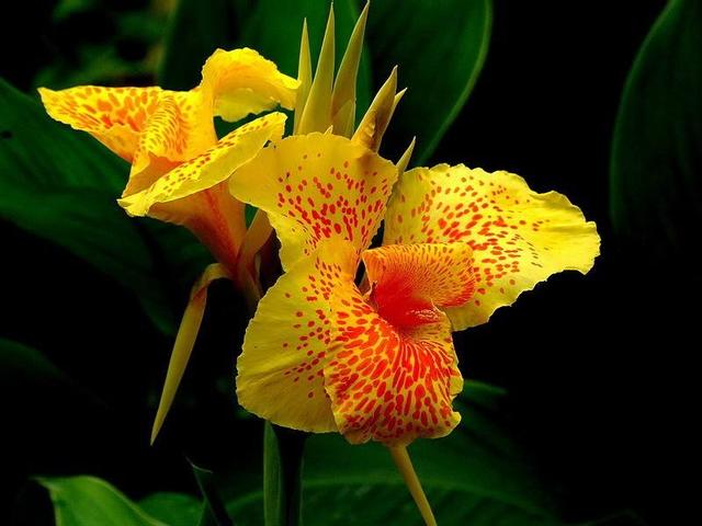 美人蕉花语，养殖做好这几点（美人蕉花语是什么意思）