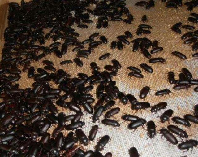 黄粉虫养殖技术，养黄粉虫的正确方法是什么（给观赏鱼投喂黄粉虫有何注意事项）