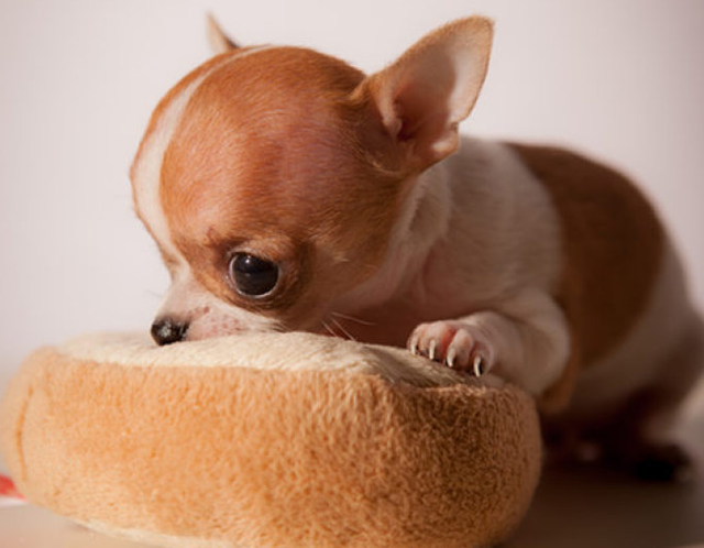 狗种类大全及名称，狗狗品种名称大全（“超可爱”的8种狗）