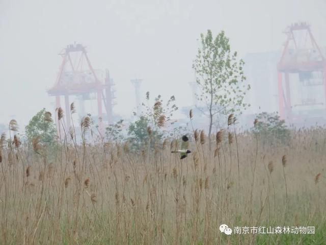 鹳怎么读，颧怎么读音读出来（鹬、鸫、鸲、鹟、鹎、鹳、鹮……这都是啥鸟）