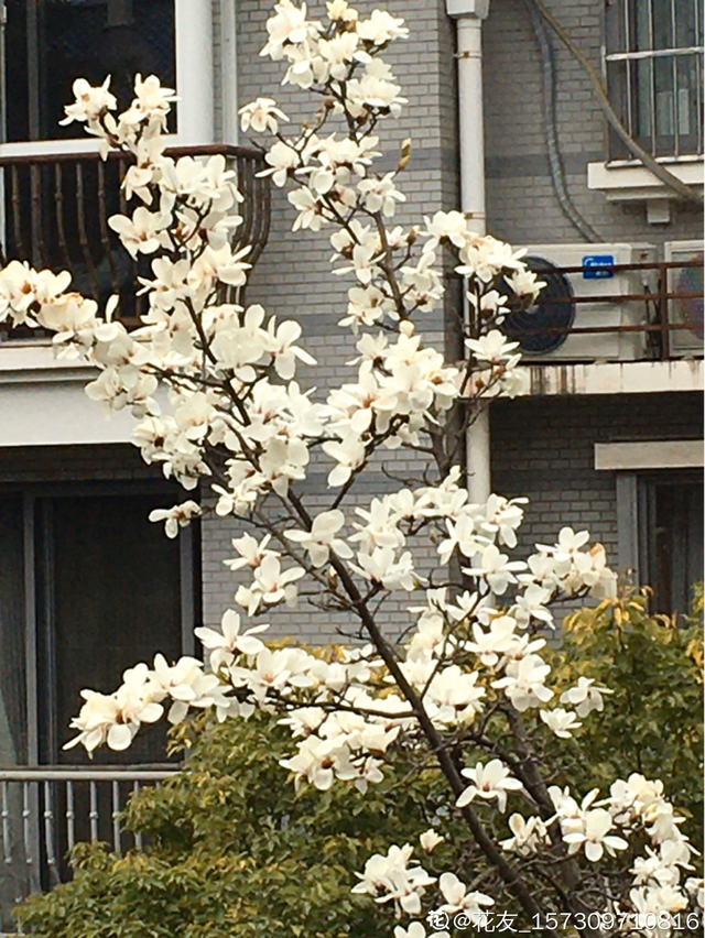 花的品种有哪些，常见花卉分类有哪些品种（80种常见植物图解）