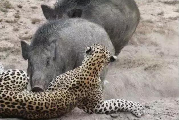 桀骜不驯是什么动物，桀骜形容什么动物（野猪才是凌然不可侵犯的生命）