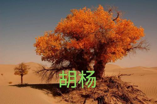 蚂蚁森林能量产生规则，蚂蚁森林能量产生规则是什么（蚂蚁森林能量怎么产生）