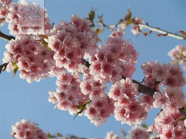 樱花和樱桃的关系，樱花树结的果子叫什么（樱花结的果和樱桃有关系吗）