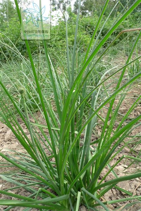 本草图经作者是谁，《本草图经》的作者（芎藭 蘼蕪 藁本）