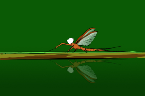 关于蜉蝣目介绍，蜉蝣目代表动物（很多人都认为蜉蝣朝生暮死）