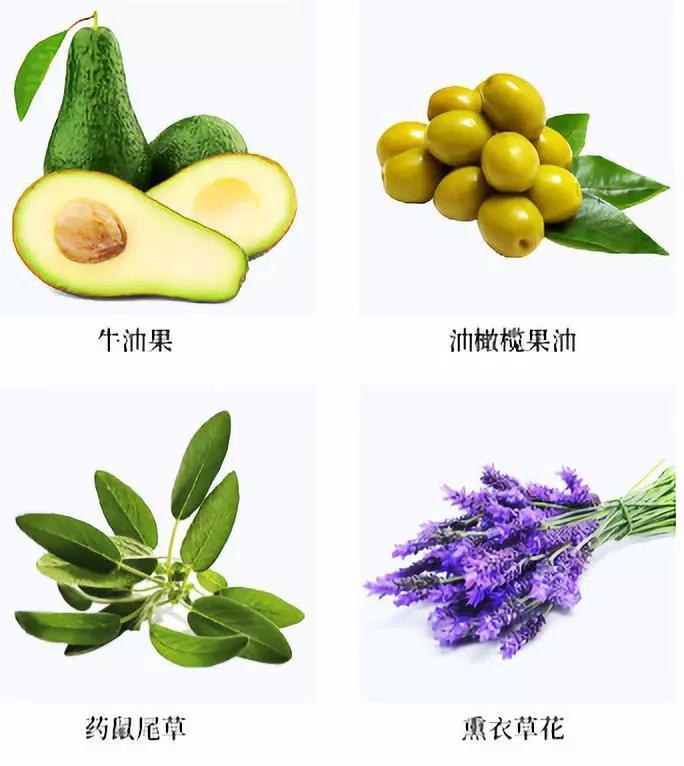 牛油果乳液()