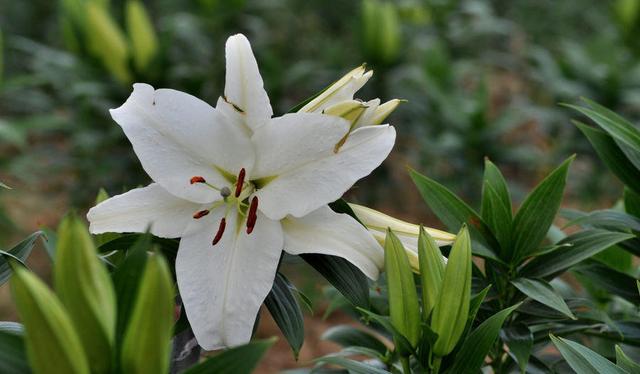 黄色马蹄莲的花语，各种颜色马蹄莲花语（冬天养三种“香味花”）