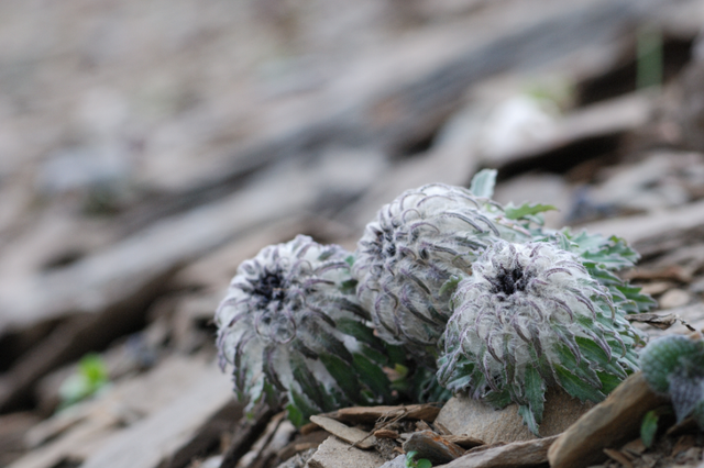 石蕊是什么，石蕊是什么意思（你有秋裤羽绒服）