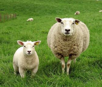 羊吃塑料布会有什么症状，有哪些治疗方法（如果羊出现吃土、啃木头、吃塑料薄膜等症状）