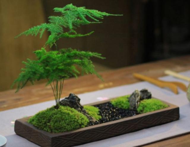 什么藤蔓植物喜阴，喜阴的爬藤植物有哪些（可养8种喜阴的植物）