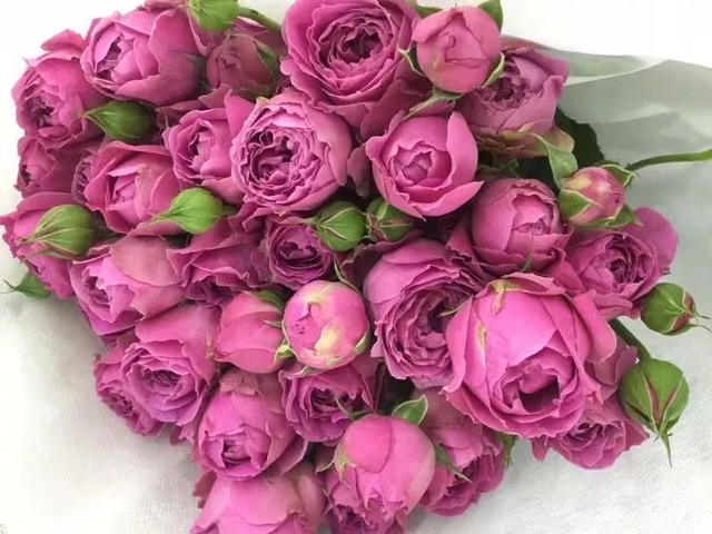 各种玫瑰花的含义，各色的玫瑰花有什么含意（一篇文章认全花店必备80种玫瑰花）