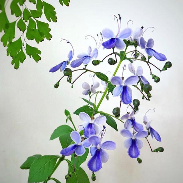 开蓝色花的花卉有哪些，15种蓝色的花卉