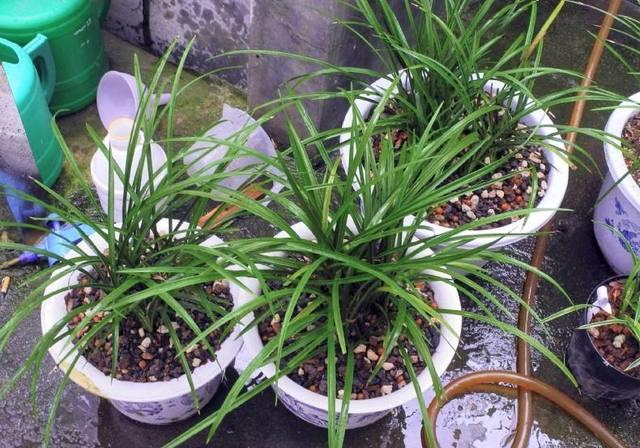 松子树长什么样，松树的特点（扔花盆就是“小盆景”）