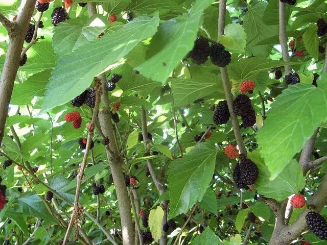 干桑葚怎么吃(桑葚——你还没听说过的“干”吃法) 干桑葚怎么吃(桑葚——你还没听说过的“干”吃法)